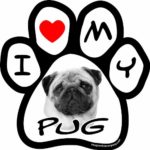 Imagine This 5-1/2-Inch by 5-1/2-Inch Car Magnet Picture Paw, Pug