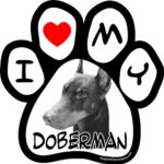 Imagine This 5-1/2-Inch by 5-1/2-Inch Car Magnet Picture Paw, Doberman