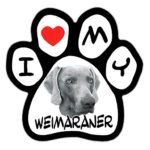 Imagine This 5-1/2-Inch by 5-1/2-Inch Car Magnet Picture Paw, Weimaraner