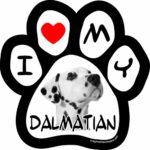 Imagine This 5-1/2-Inch by 5-1/2-Inch Car Magnet Picture Paw, Dalmatian