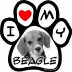 Imagine This 5-1/2-Inch by 5-1/2-Inch Car Magnet Picture Paw, Beagle