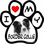 Imagine This 5-1/2-Inch by 5-1/2-Inch Car Magnet Picture Paw, Border Collie