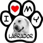 Imagine This 5-1/2-Inch by 5-1/2-Inch Car Magnet Picture Paw, Labrador